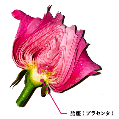 バラの胎座(プラセンタ)