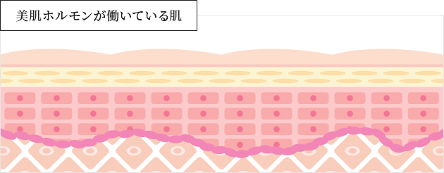 美肌ホルモンが働いている肌