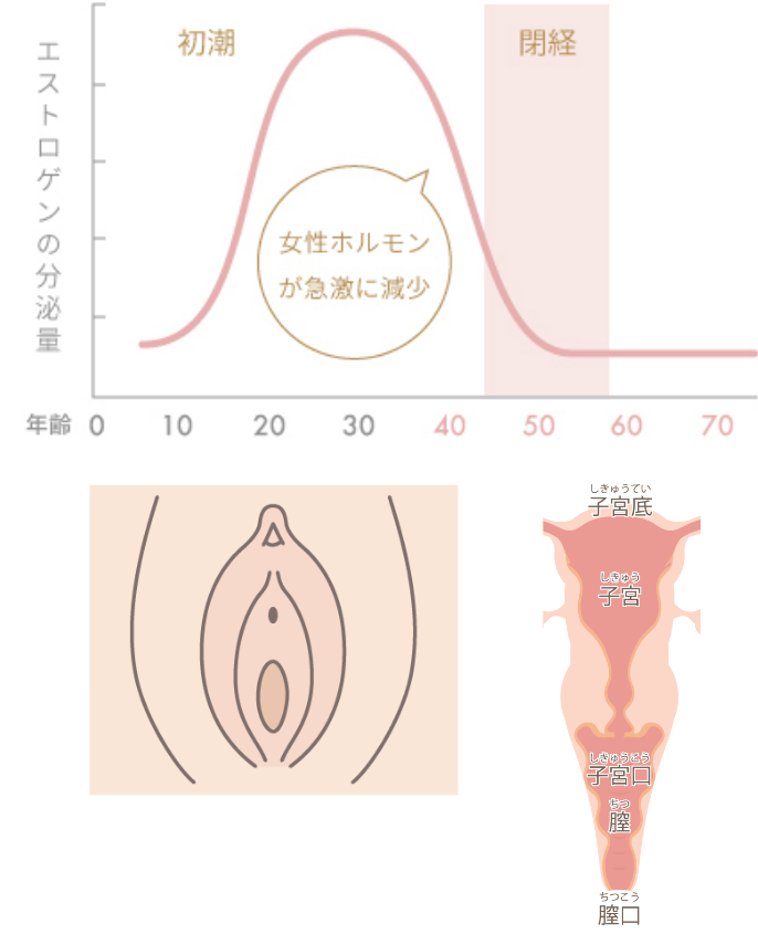 エストロゲンの分泌量の水位が年齢によって推移している画像と女性器のイラストが並んでいる画像