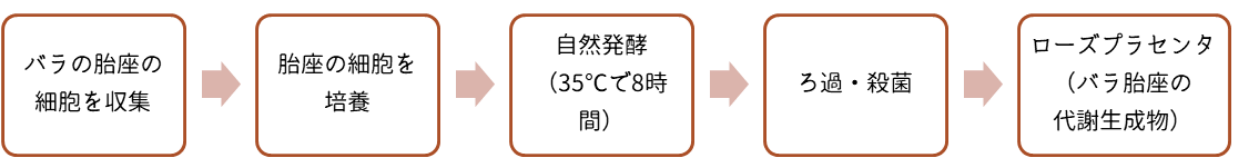 バラの胎座が収穫されてからローズプラセンタになるまでの工程