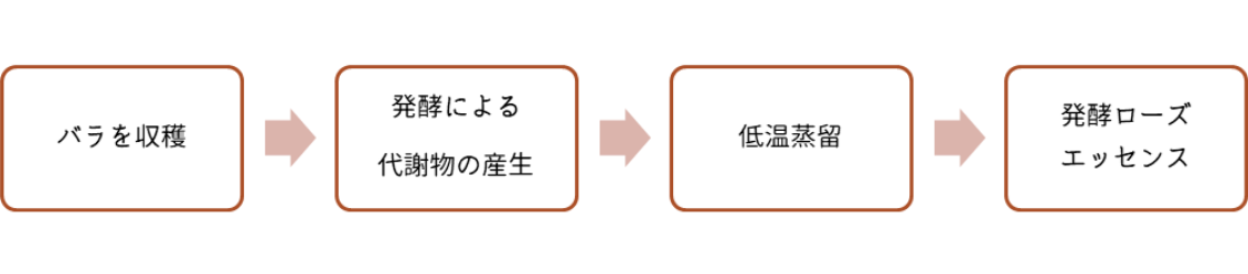 バラの収穫からローズエッセンスになるまでの工程