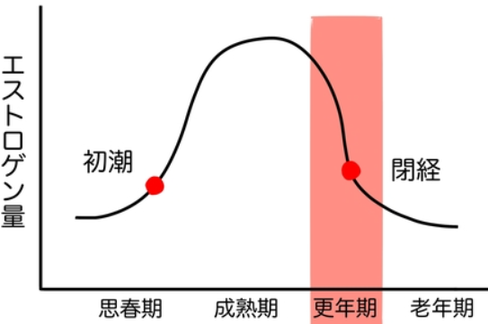 エストロゲン量の減少と閉経タイミング