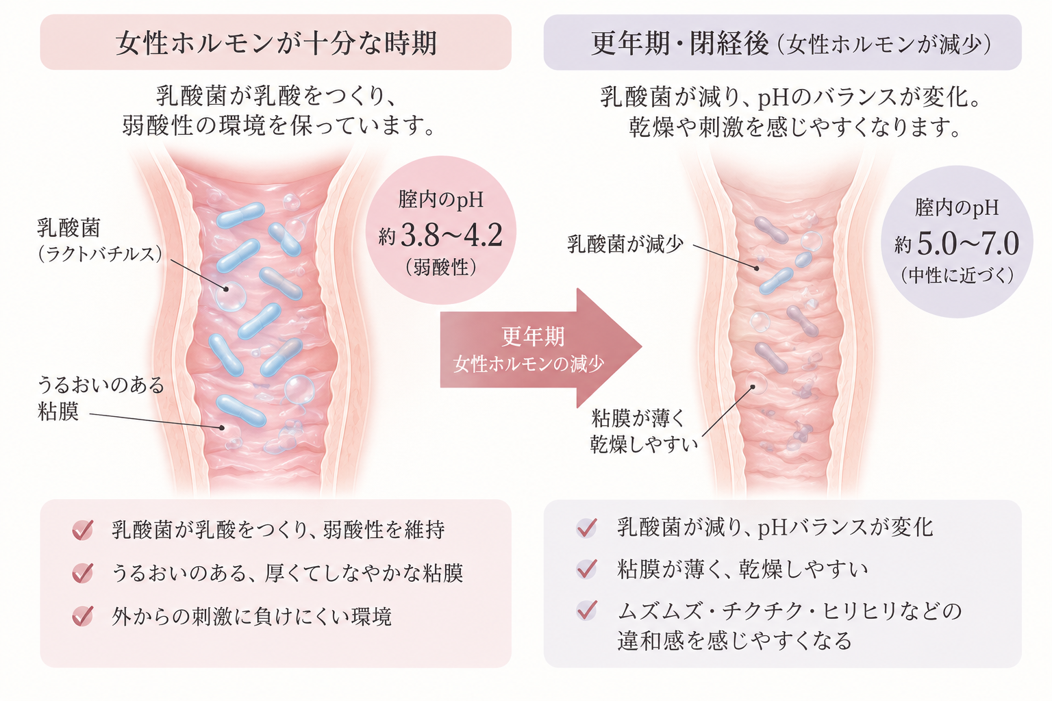 膣と常在菌の関係